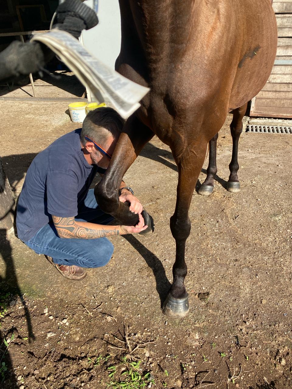 Photo d'animal / soins