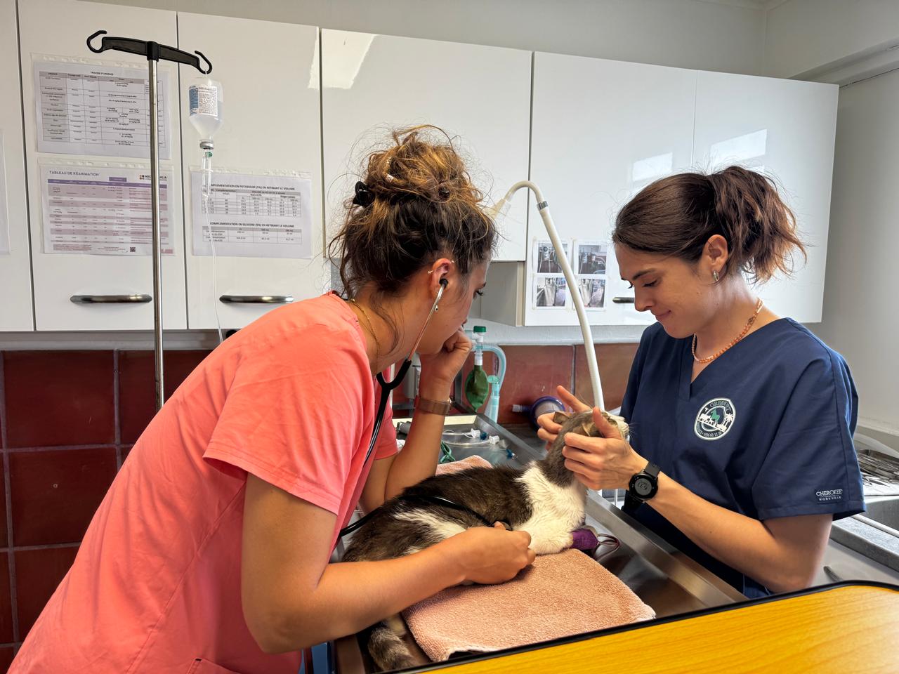 Photo d'animal / soins