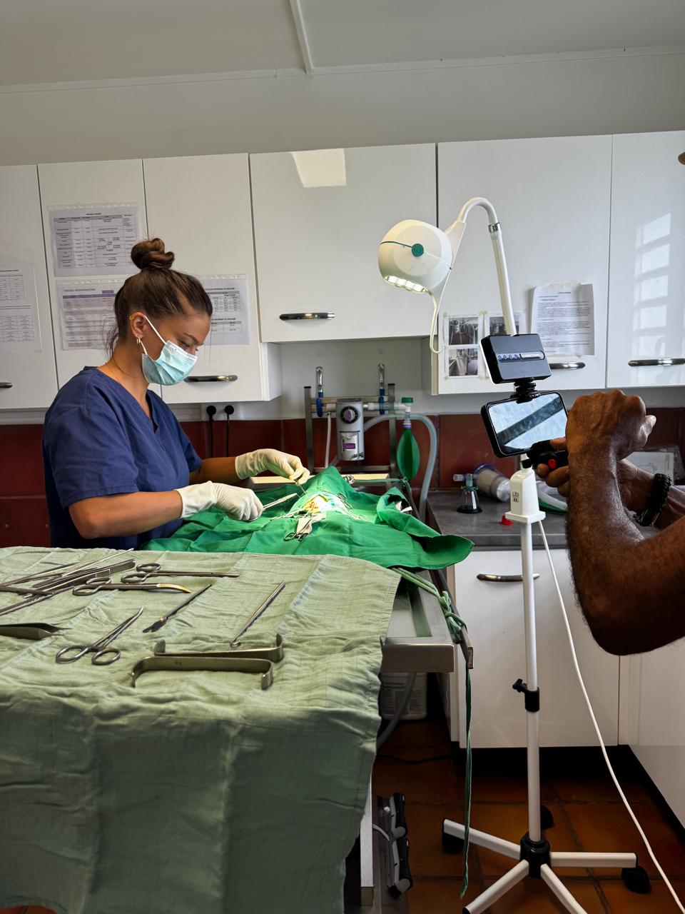 Photo d'animal / soins