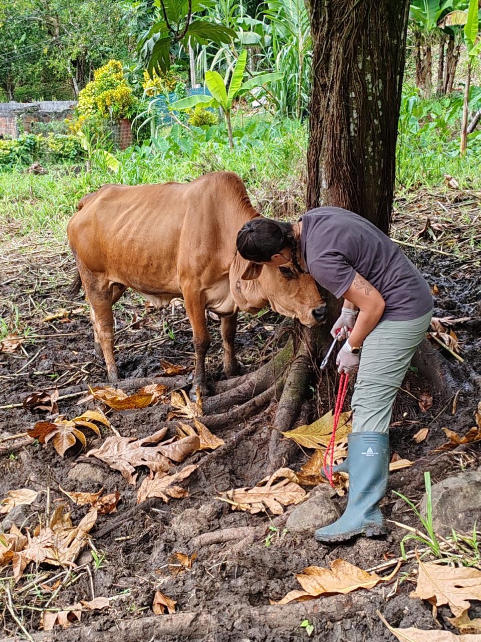 Photo d'animal / soins