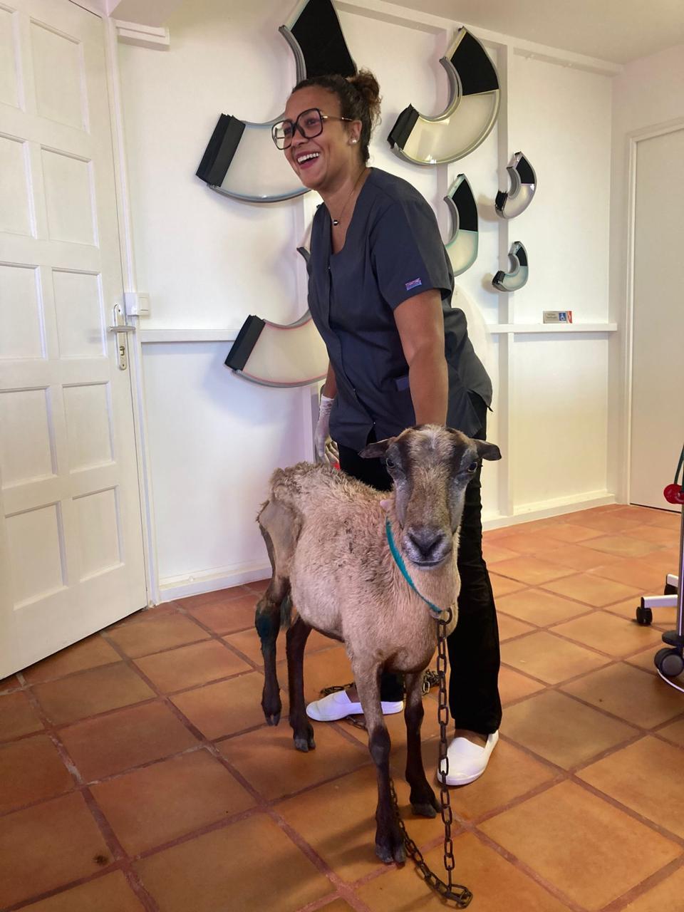 Photo d'animal / soins