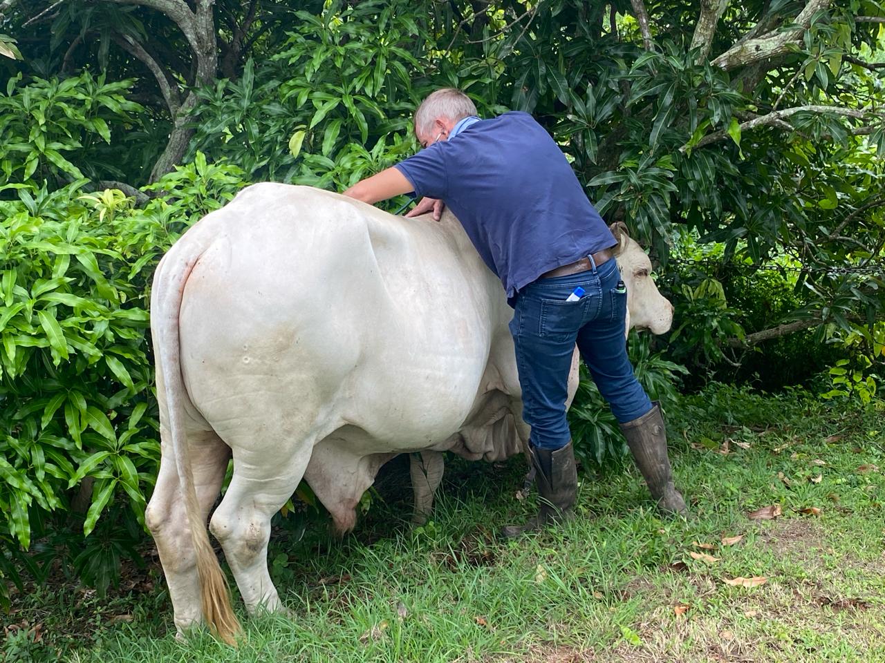 Photo d'animal / soins