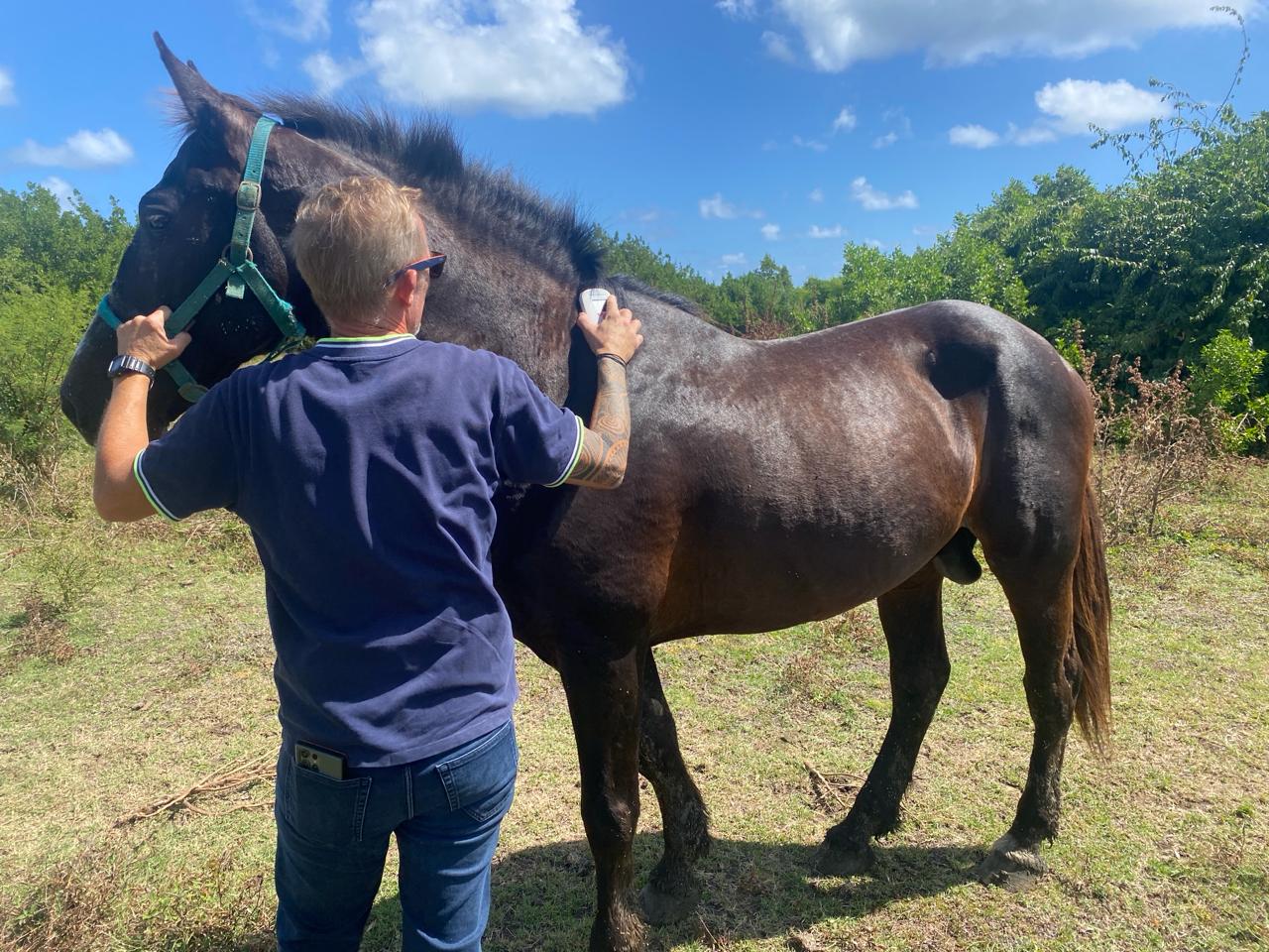 Photo d'animal / soins