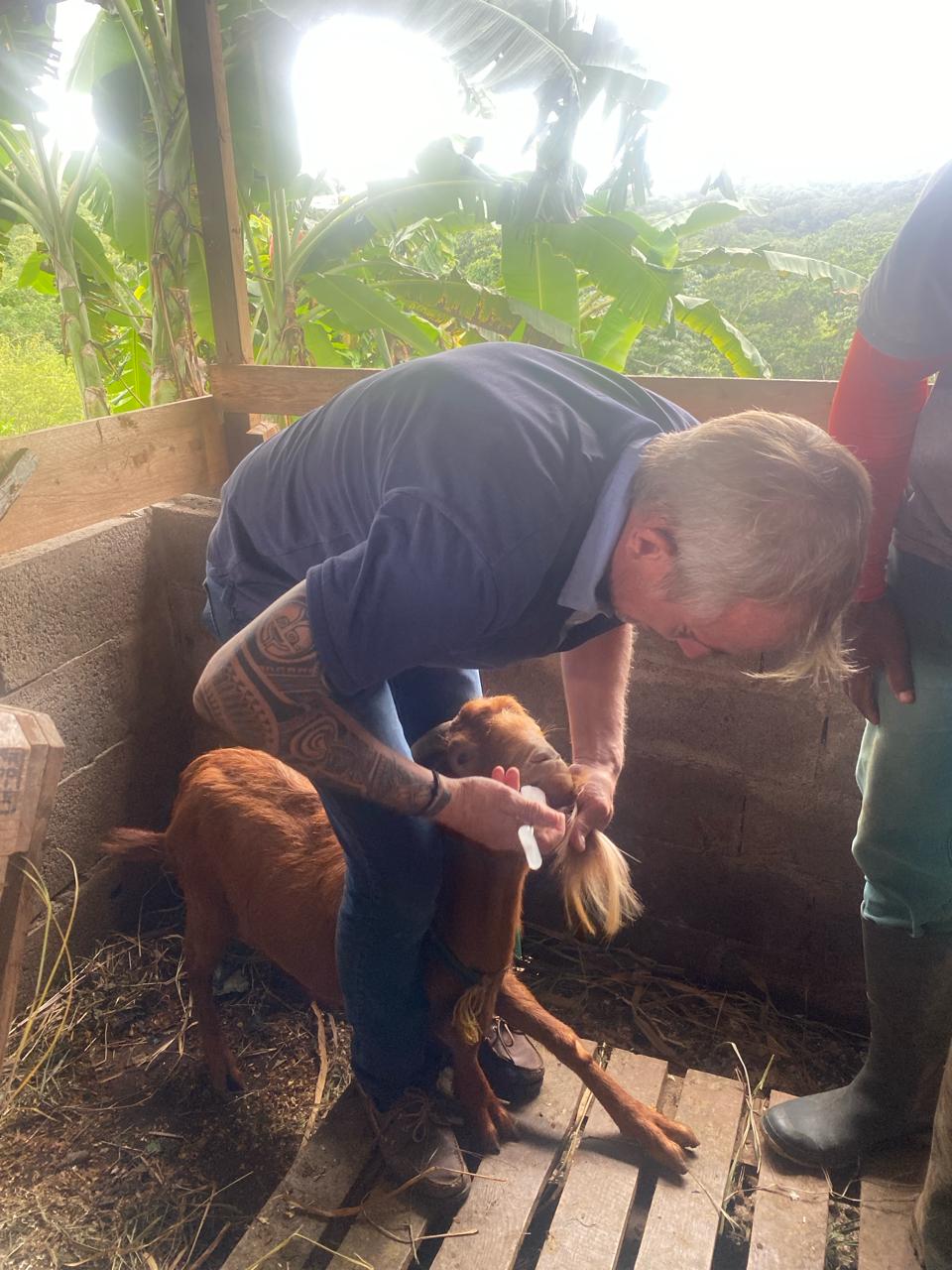 Photo d'animal / soins