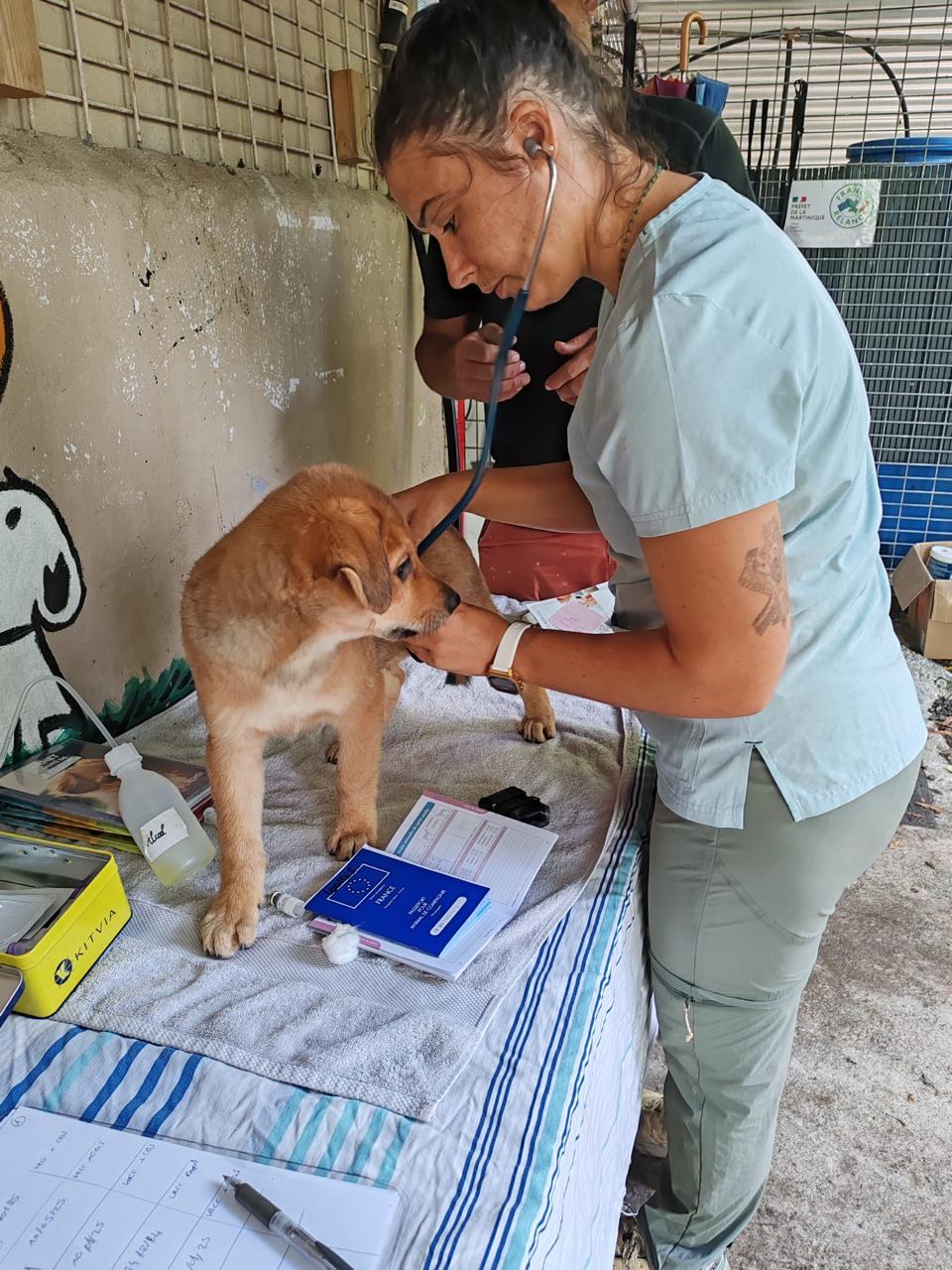 Photo d'animal / soins