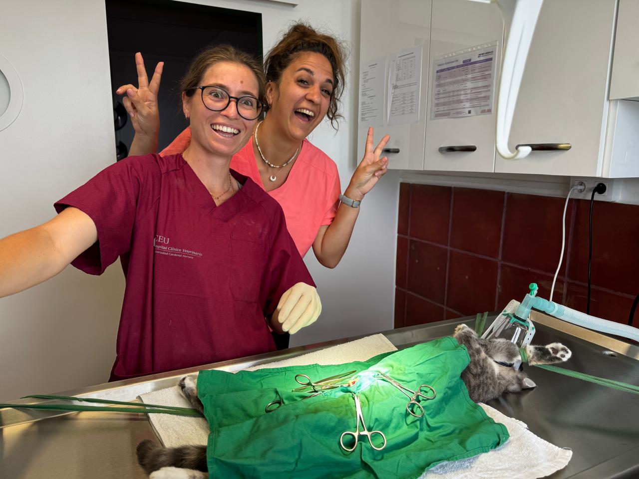 Photo d'animal / soins